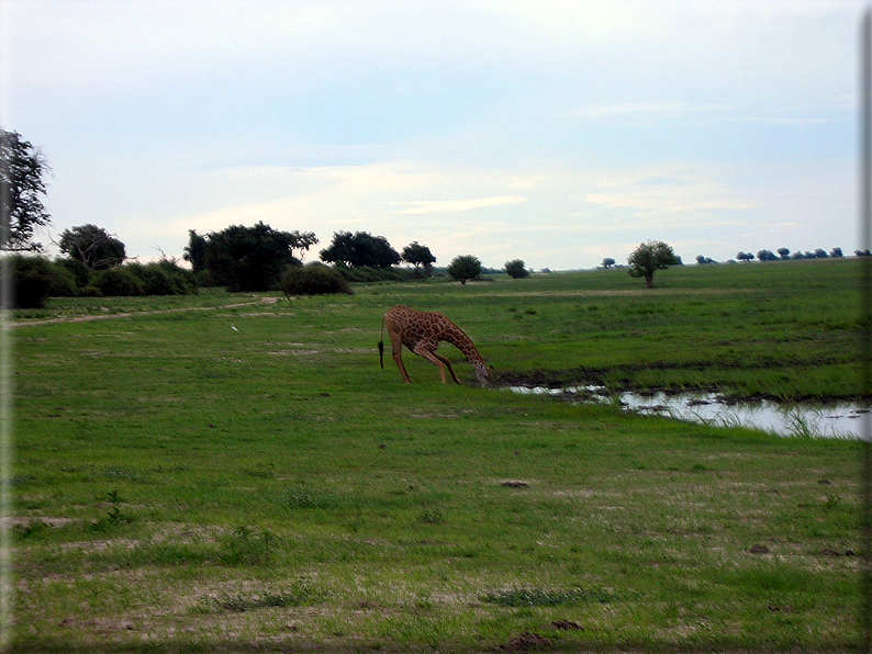 foto Parco nazionale del Chobe